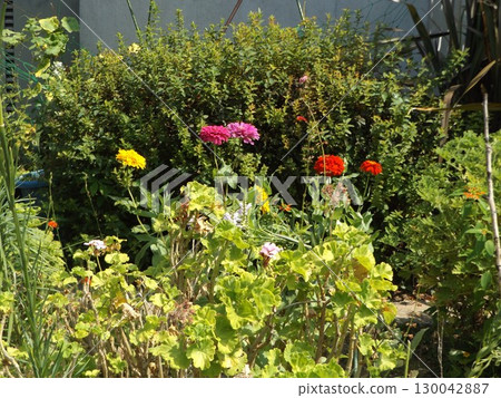 Pink, red, and yellow zinnia flowers in the Kojima Flower Society flower garden 130042887