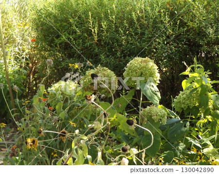 欣賞安娜貝爾繡球花的色彩變化 130042890