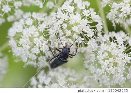 Longhorn beetle playing with white flowers 130042965