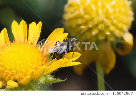黃色的花朵和螞蟻 130042967