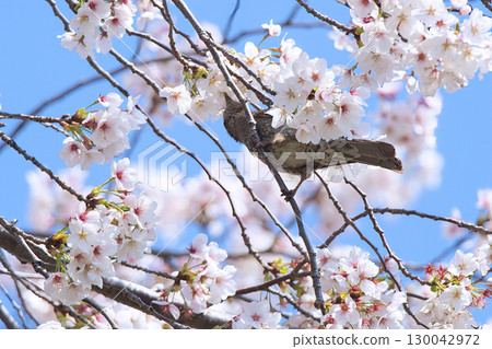 A brown-eared bulbul sucking cherry blossom nectar A brown-eared bulbul sucking cherry blossom nectar 130042972