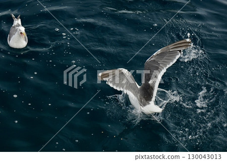 Seagull's landing 130043013