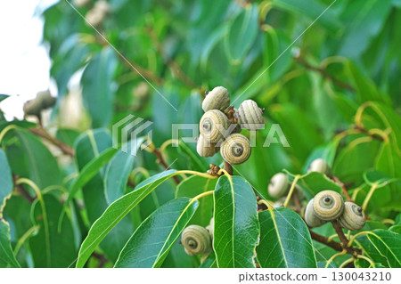 黃綠色小橡樹果實（夏季，八月） 130043210