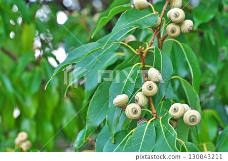 Small yellow-green oak fruits (summer, August) Small yellow-green oak fruits (summer, August) 130043211