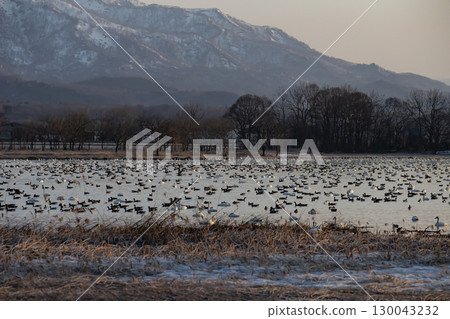 Miyajima Swamp, a paradise for wild birds 130043232