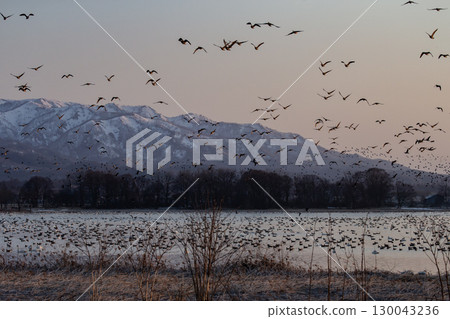 Miyajima Swamp, a paradise for wild birds Miyajima Swamp, a paradise for wild birds 130043236