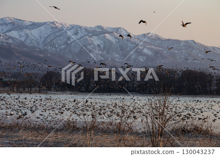 宮島沼澤，野鳥的天堂 130043237