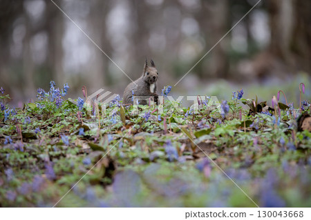 Engosaku forest Engosaku forest 130043668