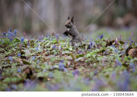 Engosaku forest Engosaku forest 130043684