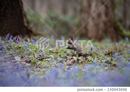 圓造森林 圓造森林 130043698