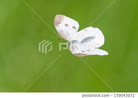 A cabbage white butterfly fluttering its wings 130043872