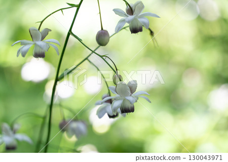 蓮華昭馬森林 130043971