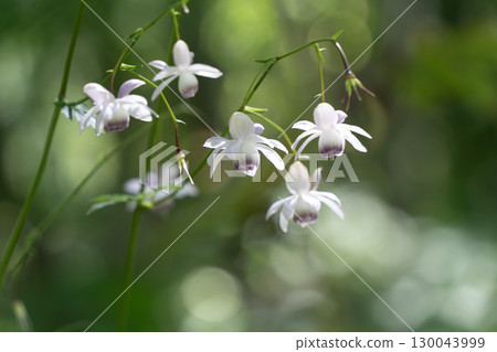 蓮華昭馬森林 130043999