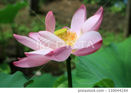 一之倉宅邸中尊寺的蓮花 一之倉宅邸中尊寺的蓮花 130044284