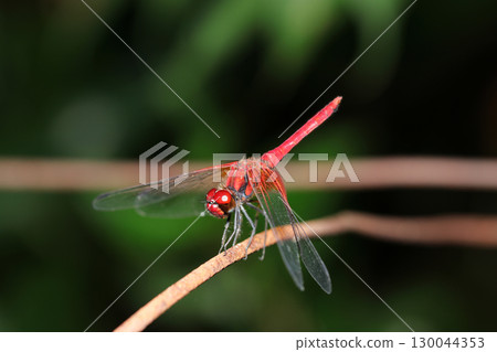 An adult Nekitombo with bright vermilion and yellow bases of wings (outdoor field insect macro photography) An adult Nekitombo with bright vermilion and yellow bases of wings (outdoor field insect macro photography) 130044353
