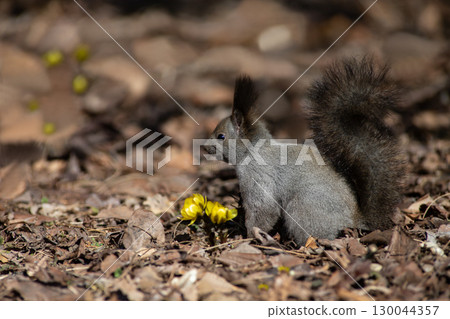 阿多尼斯松鼠和蝦夷松鼠 130044357