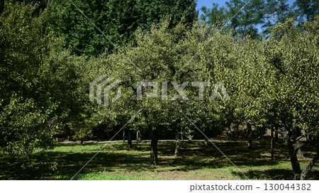 Park green space Park green space 130044382