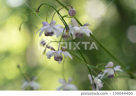 Rengeshouma Forest Rengeshouma Forest 130044400