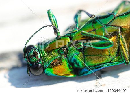 The ventral and upper body of a female jewel beetle with a beautiful metallic sheen of structural color (macro photography of insects) The ventral and upper body of a female jewel beetle with a beautiful metallic sheen of structural color (macro photography of insects) 130044401
