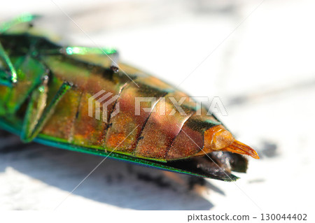The lower abdomen and ovipositor of a female jewel beetle with a beautiful red-gold sheen in structural color (macro photography of insects) 130044402
