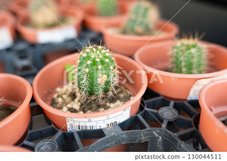 Cactus 130044511