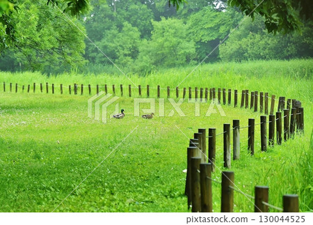 悠閒漫步 130044525