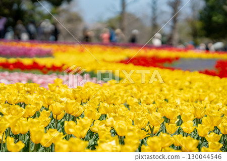 岐阜縣海津市木曾三泉公園春季的遊客和盛開的鬱金香花田 130044546