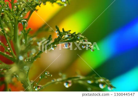 花葉上的水滴 花葉上的水滴 130044547