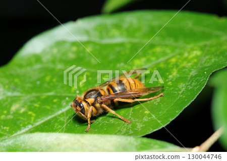 A female yellow hornet taking a short rest on a leaf in the forest (strobe macro photography of insects in their natural environment) 130044746
