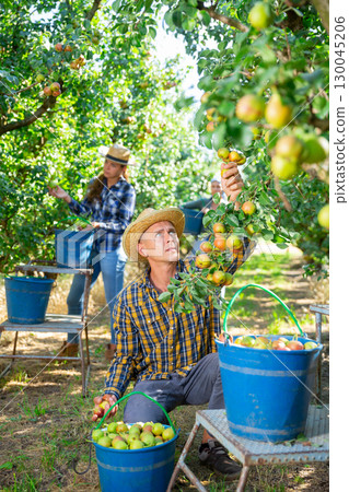 Man farmer picking ripe pears in garden Man farmer picking ripe pears in garden 130045206