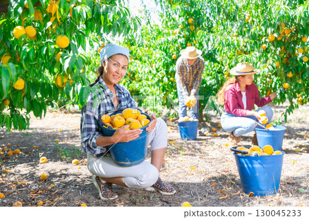 Asian woman gardener picking peaches from tree at orchard 130045233