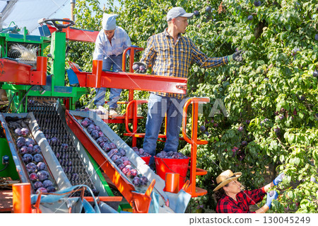 Workers picking ripe plums in orchard on harvesting platform 130045249
