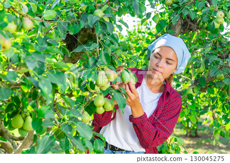 Woman gardener picking sweet pears from tree Woman gardener picking sweet pears from tree 130045275