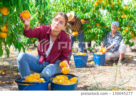 Young woman farmer picking peaches in fruit garden Young woman farmer picking peaches in fruit garden 130045277
