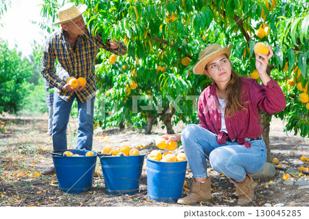 Man and girl harvesting peaches Man and girl harvesting peaches 130045285