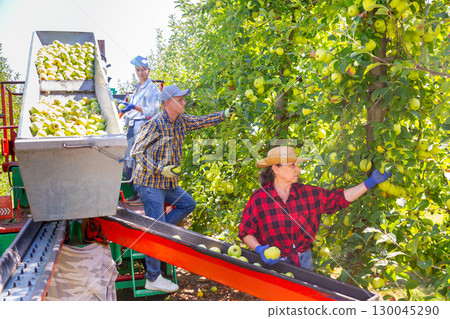 Man and women harvesting golden delicious apples Man and women harvesting golden delicious apples 130045290
