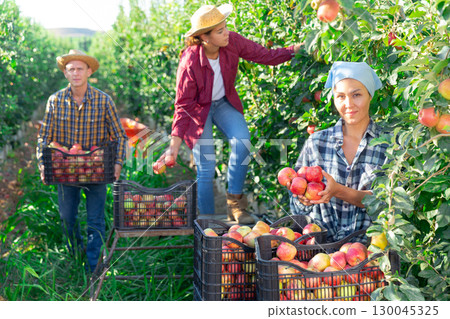 Woman farmer picks ripe apples in the garden. Harvesting apples in orchard 130045325