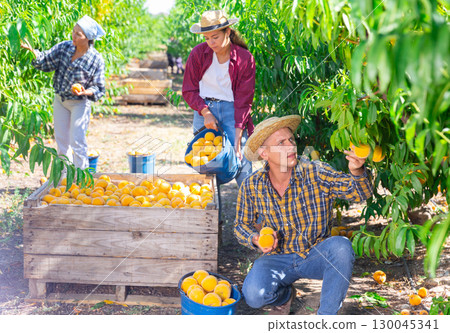 Owner of orchard gathering harvest of ripe peaches Owner of orchard gathering harvest of ripe peaches 130045341