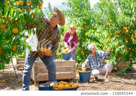 Group of farm workers harvesting crop of ripe peaches at garden 130045344