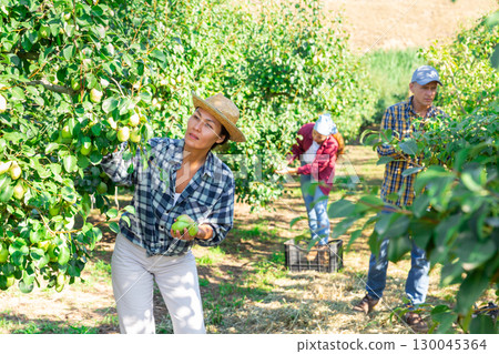 Woman farmer picks ripe pears in the garden. Harvesting pears in orchard 130045364