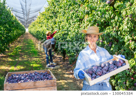 Woman gardener during harvesting of plums at plantation 130045384