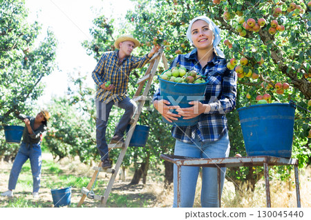 Girl, man and woman harvesting pears 130045440