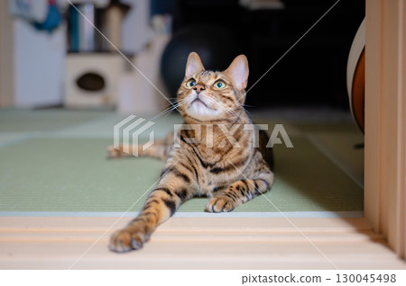 A cat staring at you 130045498