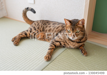 A cat staring at you 130045499