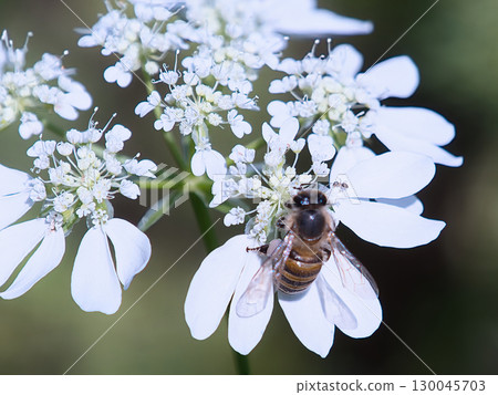Honeybees sucking flower nectar 130045703