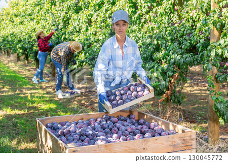 Workwoman carrying box with harvested plums in farm orchard Workwoman carrying box with harvested plums in farm orchard 130045772