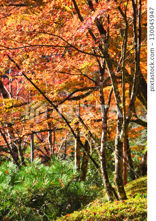 Beautiful autumn foliage at Saimyoji Temple, Makioyama, Mio, Kyoto (Ukyo Ward, Kyoto City, Kyoto Prefecture) 130045947