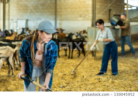 Farmer worker cleaning and feeding goats. Ecologically friendly farming Farmer worker cleaning and feeding goats. Ecologically friendly farming 130045952