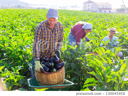 Focused farmer loading basket of harvested eggplants onto wheelbarrow Focused farmer loading basket of harvested eggplants onto wheelbarrow 130045958