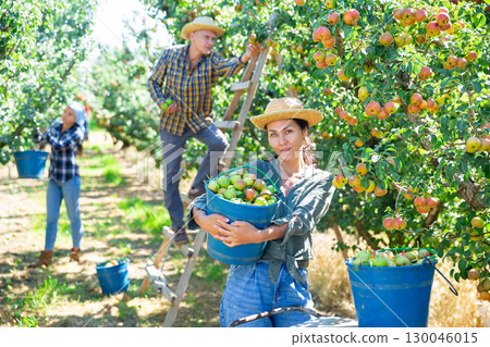 Man gardener holding bucket full of pears in garden Man gardener holding bucket full of pears in garden 130046015